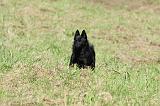 SCHIPPERKE 685